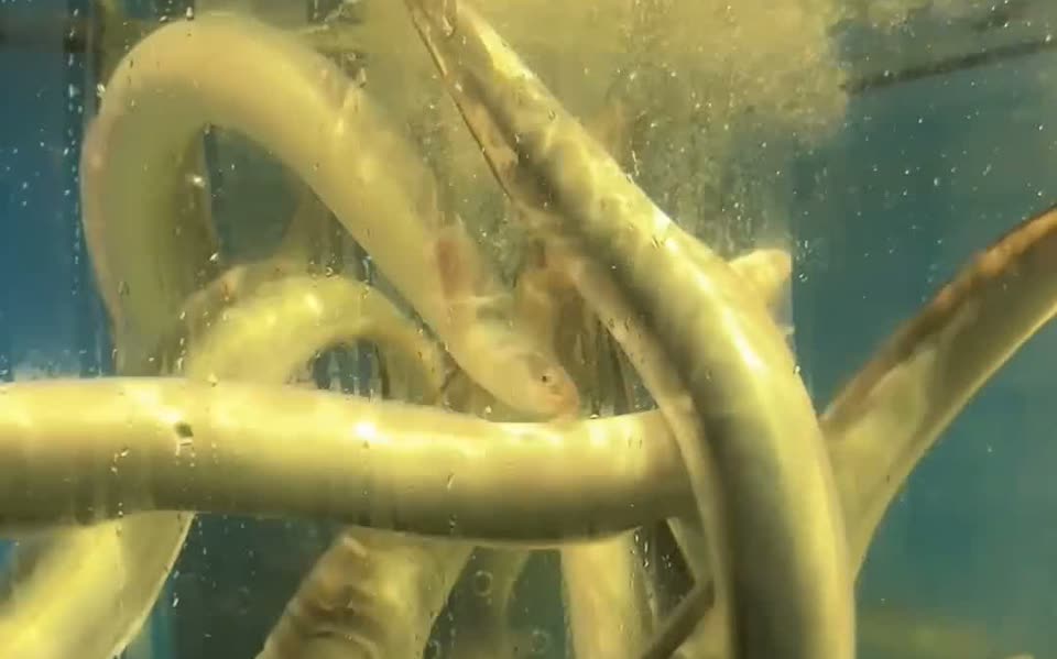 水族箱裡游動的台灣青口鰻